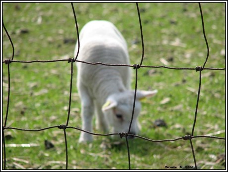 Lammetje in de wei