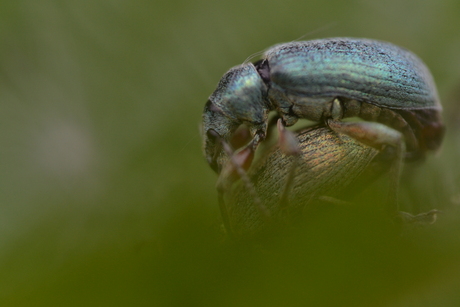 Groene bladsnuitkevertjes