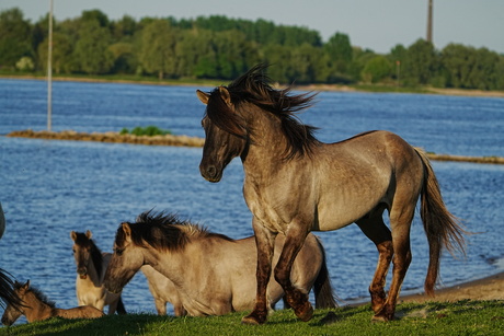 bij de rivier 