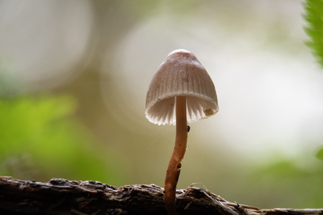 Paddenstoel in het bos macro