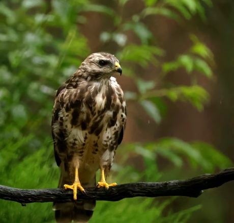 Buizerd