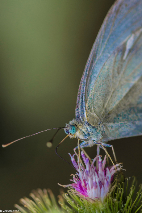 mooie blauwe ogen