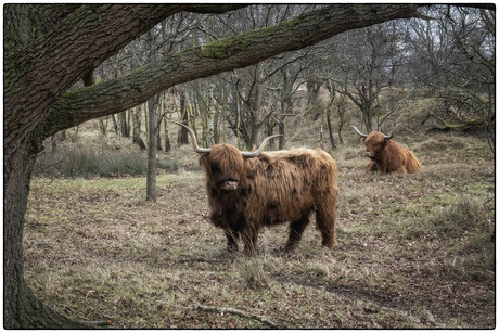 Op safari in het Zeepe