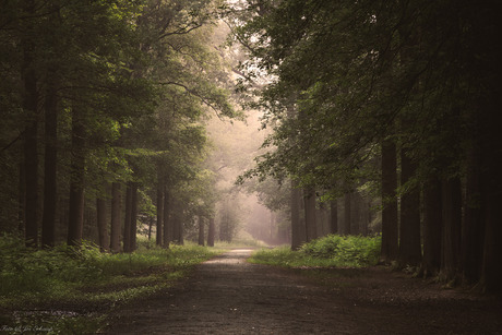 Dark forest........