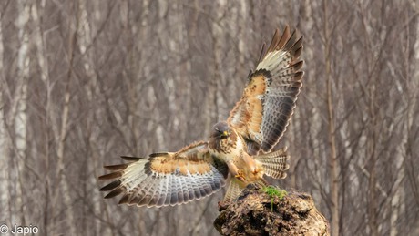 Buizerd nr 2.