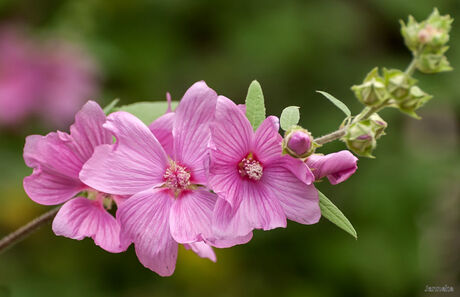 DSC_8940_ Malva..