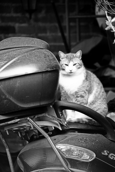 Enzo, the biker cat