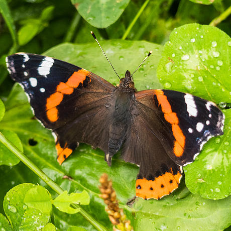 Vanessa Atalanta