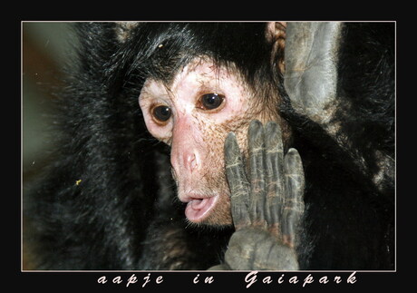 aapje in Gaiapark
