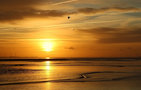 De vogels............