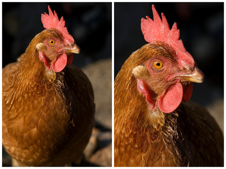 Portrait de la poulet