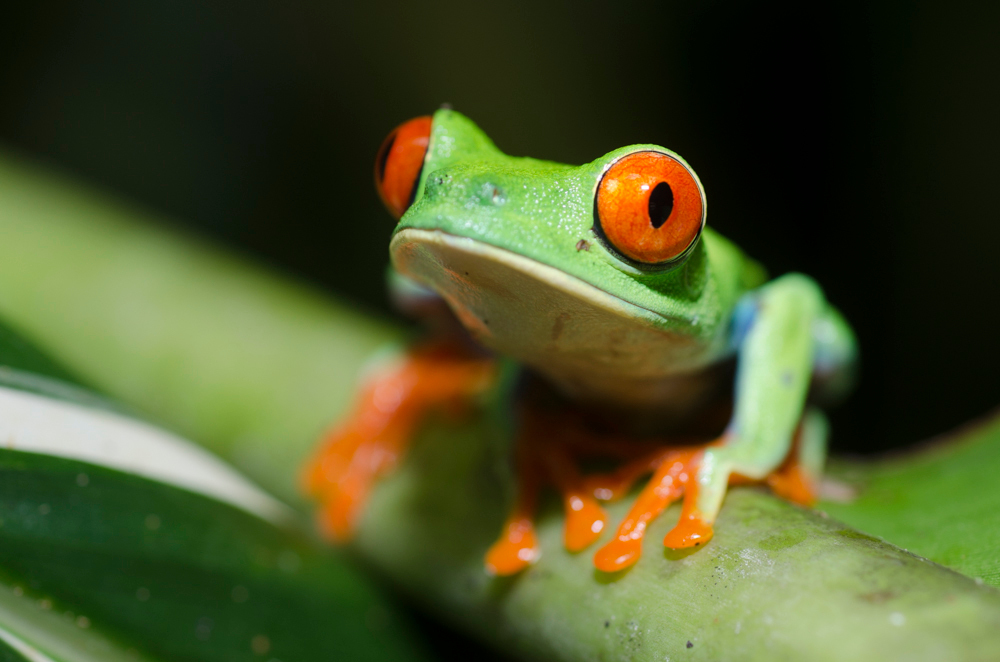 Kikker Costa Rica - foto van fundive - Dieren - Zoom.nl