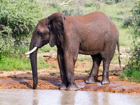 Drinkende olifant