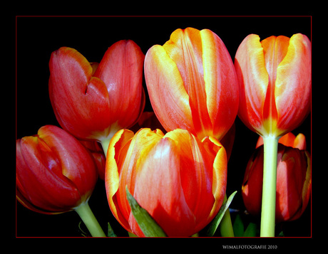 tulpen