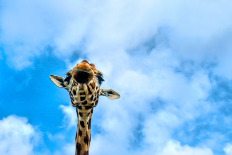 Giraffe perspectief