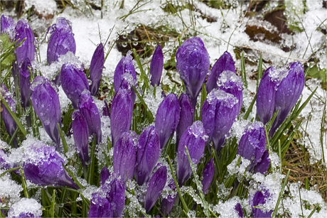 krokus - sneeuw