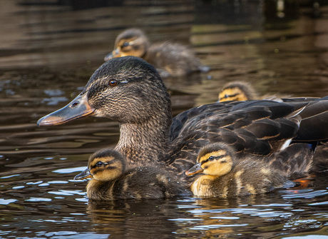 nieuwe generatie eend