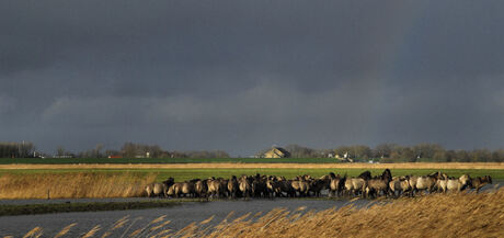 Konikpaarden in Lauwersmeer gebied