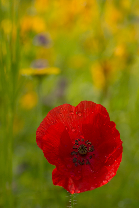 Papaver