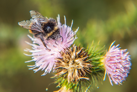 Hommel op akkerdistel