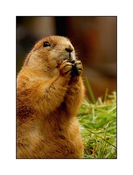 Een hondje maar toch ook weer niet...