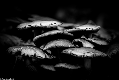 Er komen hier en daar weer paddenstoelen te voorschijn.