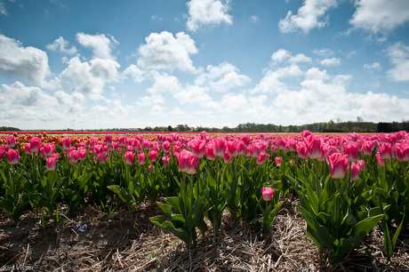 Tulpen bij tegenlicht