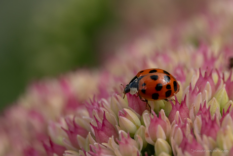 Lieveheersbeestje op Hemelsleutel