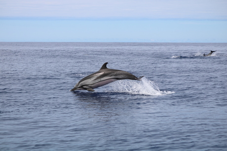 StripedDolphin