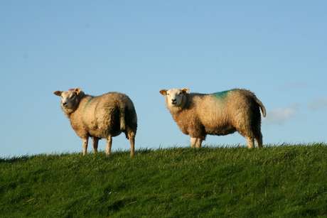 Schapen op de dijk