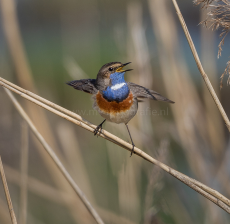 blauwborst