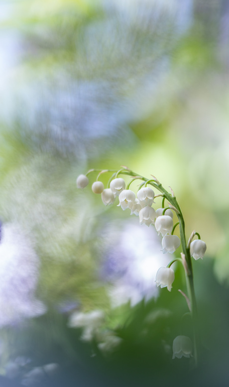 lily of the valley