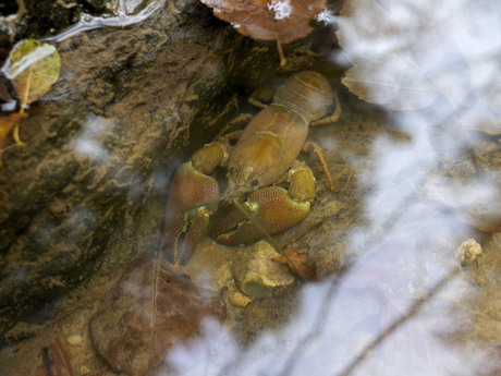 Rivierkreeft in de Ourthe