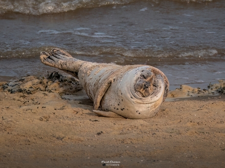 Rustende Zeehond bij Termunterzijl.