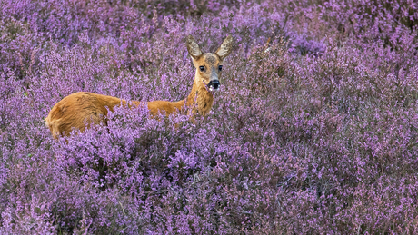 Ree tussen de heide in bloei