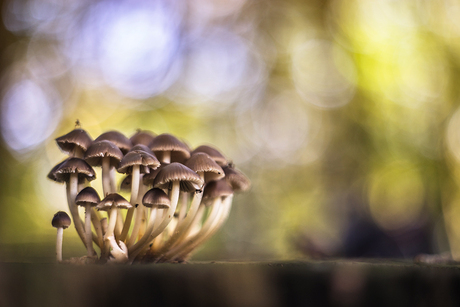 Paddestoelen familie