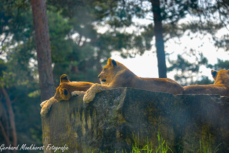 Lazy afternoon