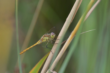 Bruinrode heidelibel..