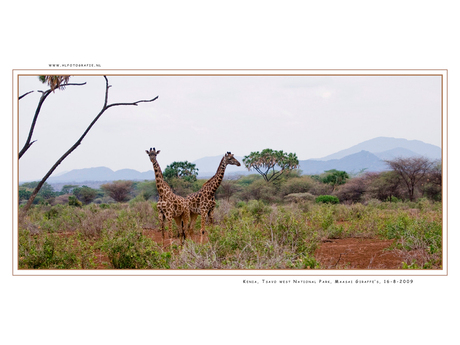 Maasai Giraffe 3, Kenia