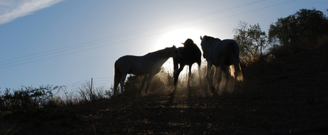 Paarden