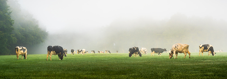 Koeien in de mist 