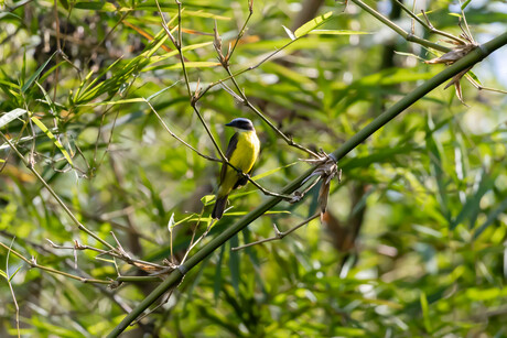 Grote Kiskadie (great Kiskadee)