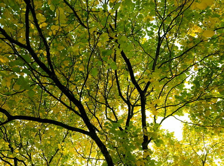 wat kan de herfst toch mooi zijn