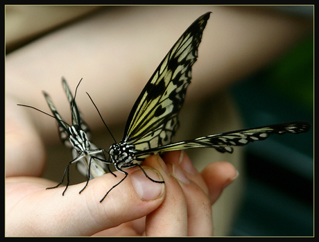 Vlinders in (vieze) kinderhand