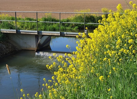 Biesbosch