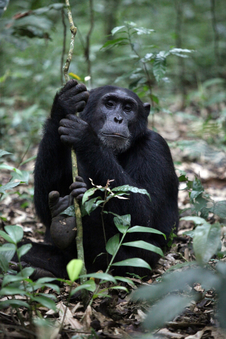 Chimpansee poseert