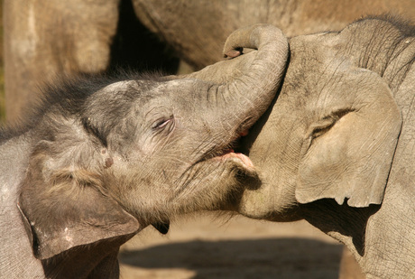 Baby olifantjes aan het knuffelen