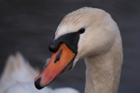 portret van een zwaan