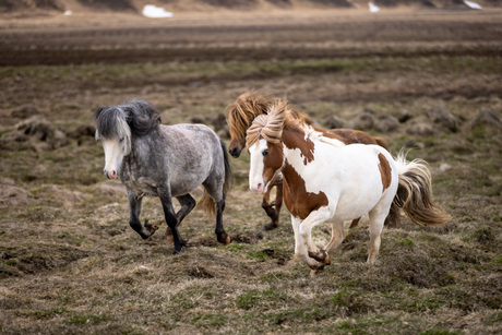 IJslandse paarden