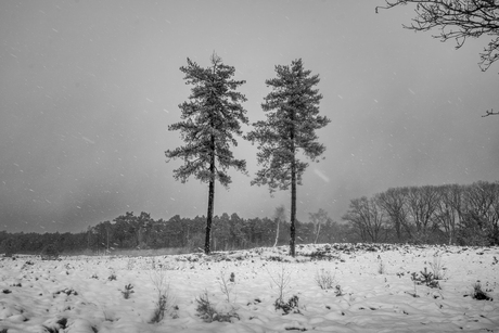 Met z'n tweeën - Leusder Heide - 4 januari 2026